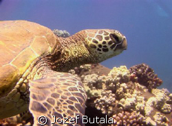 Green sea turtle,Lahaina,Maui by Jozef Butala 
